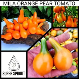 🍅MILA ORANGE PEAR TOMATO🍅 x 15 seeds