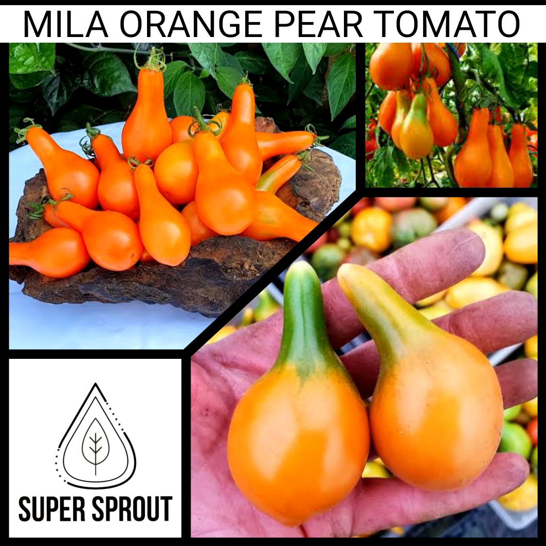 🍅MILA ORANGE PEAR TOMATO🍅 x 15 seeds_2