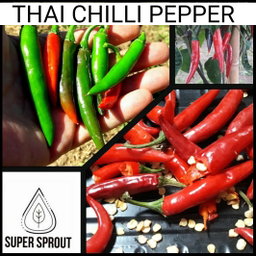 🌶THAI CHILI PEPPER 🌶 x 10+ organic seeds