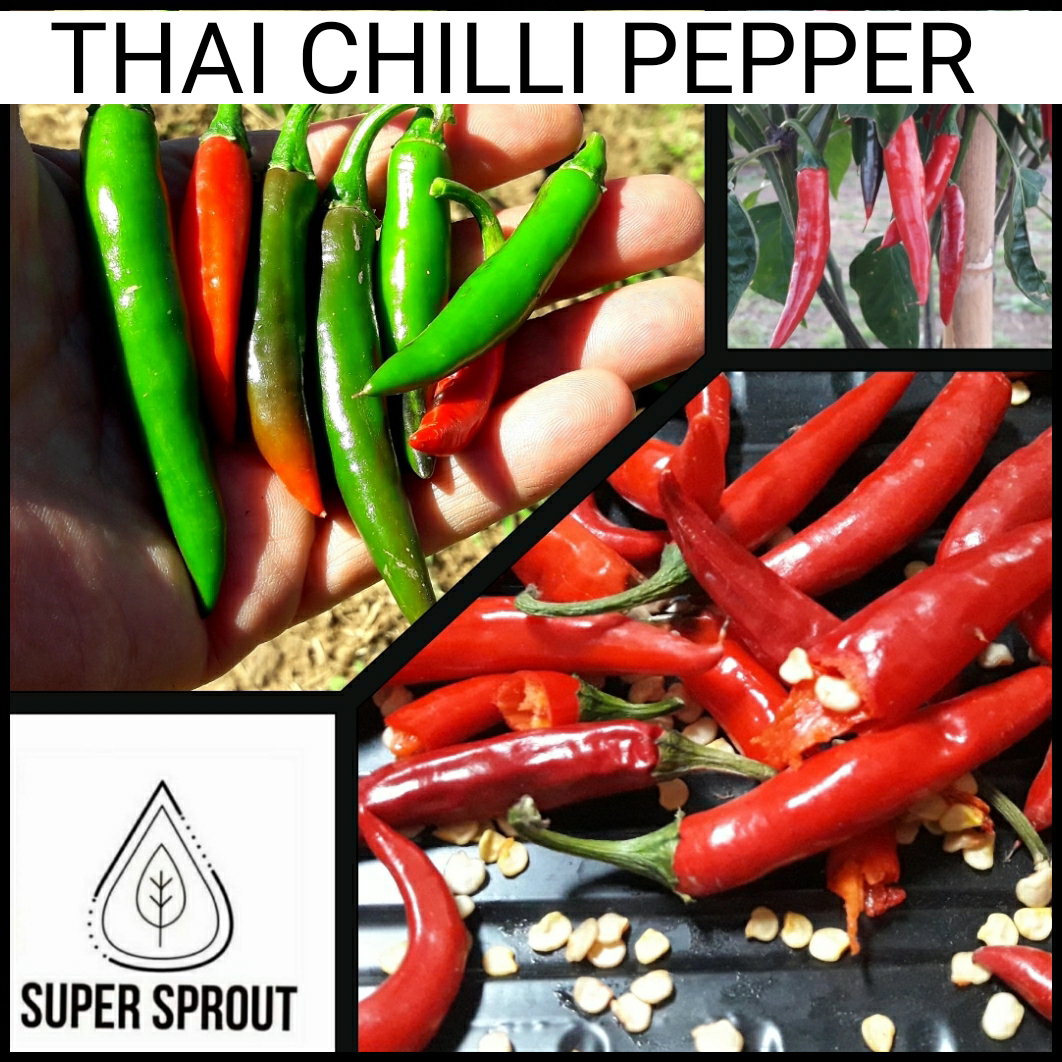 🌶THAI CHILI PEPPER 🌶 x 10+ organic seeds_2