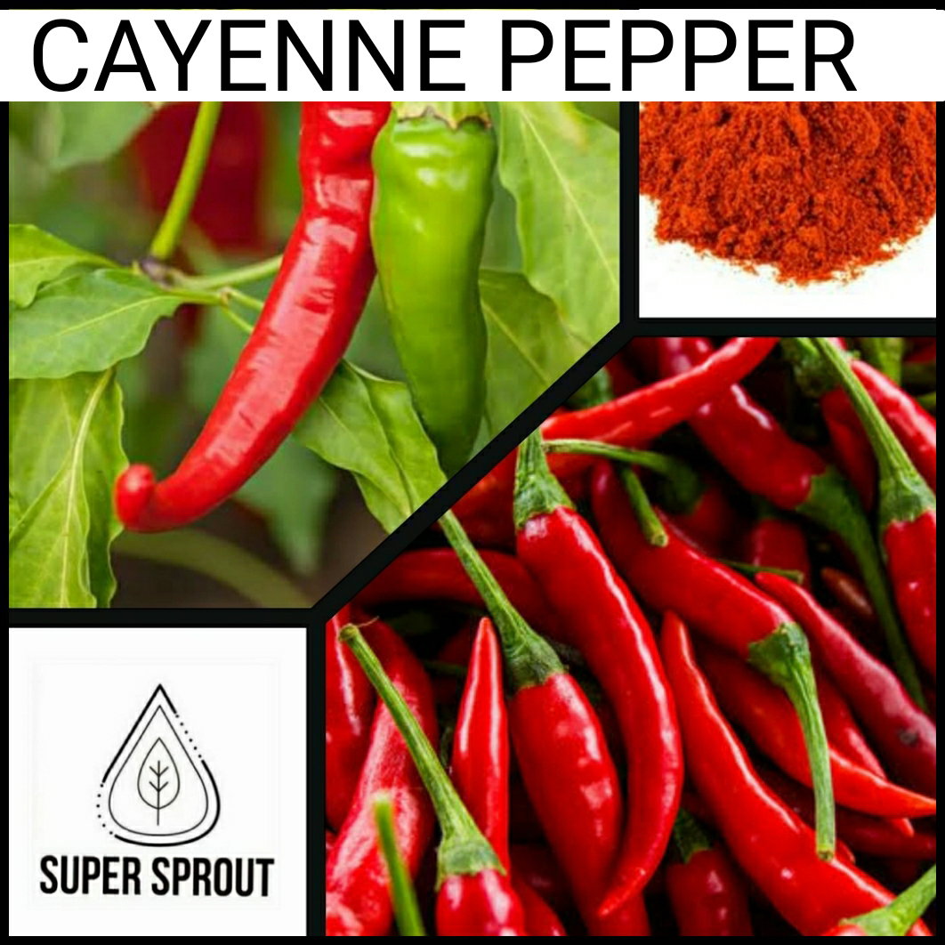 🌶CAYENNE CHILLI PEPPER🌶 x 10+ organic seeds_1