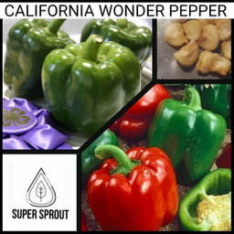 🫑CALIFORNIA WONDER PEPPER🫑 x 10+ organic seeds