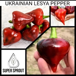 🫑UKRAINIAN LESYA PEPPER🫑 x 10 organic seeds