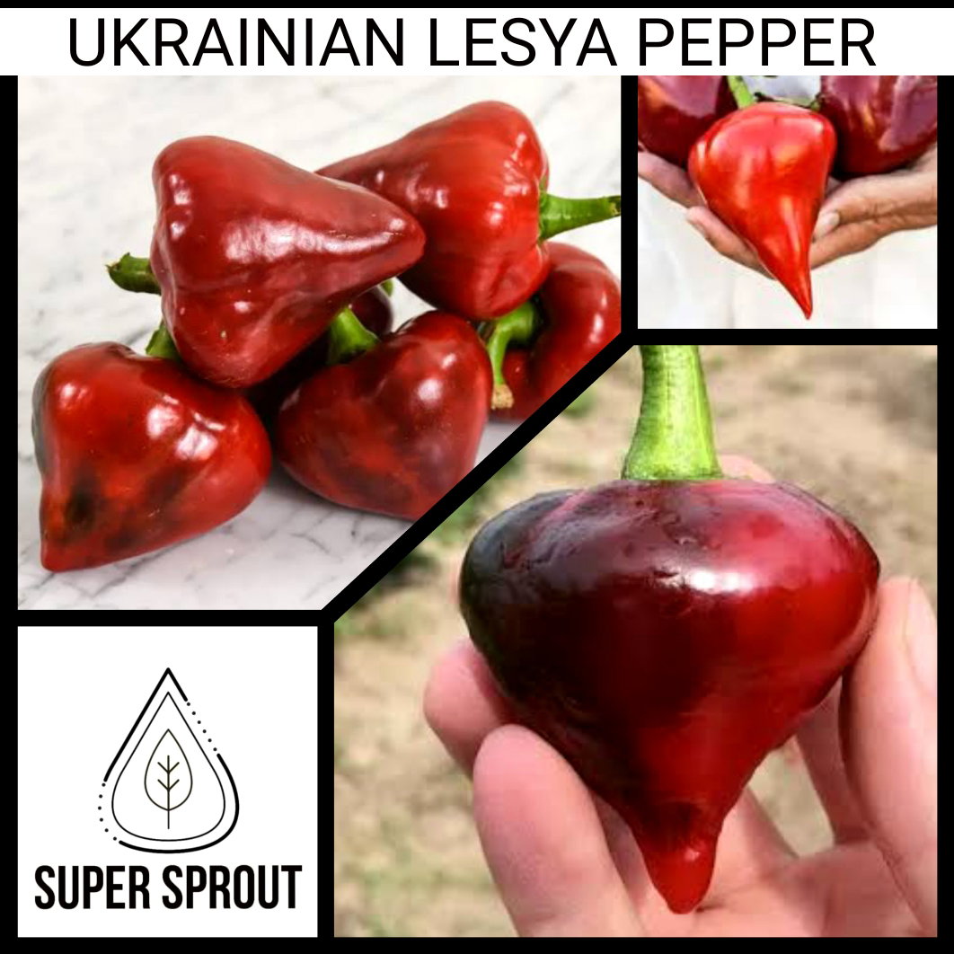 🫑UKRAINIAN LESYA PEPPER🫑 x 10 organic seeds_2