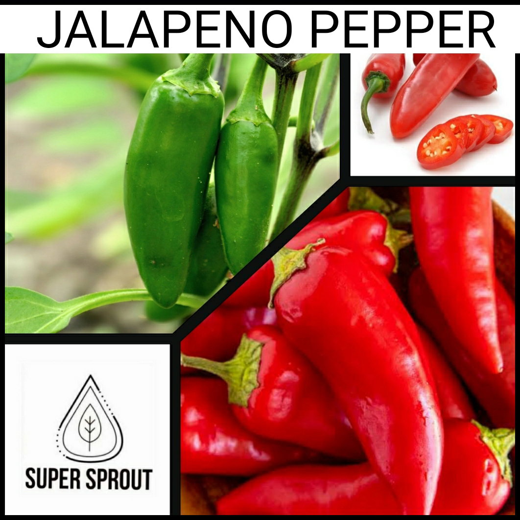 🫑JALAPENO PEPPER🫑 x 10+ organic seeds_2