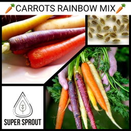 🥕CARROTS RAINBOW MIX🥕 x 50+ organic seeds