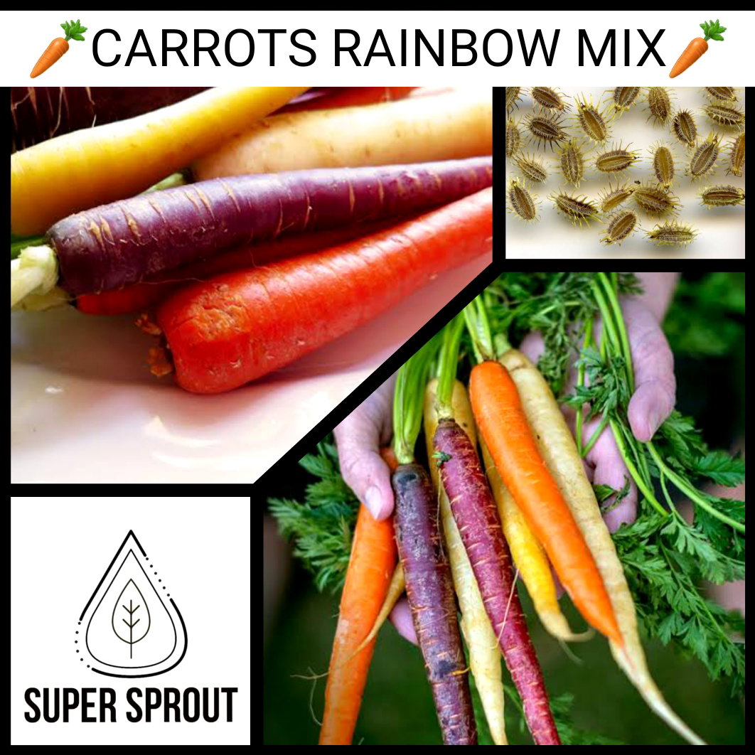 🥕CARROTS RAINBOW MIX🥕 x 50+ organic seeds_1