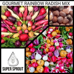 🌱GOURMET RAINBOW RADISH BLEND🌱 x 50 + organic seeds
