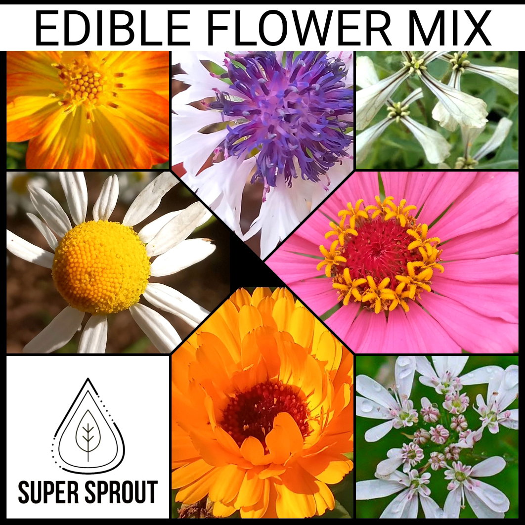 🪷EDIBLE FLOWER MIX🪷 x 50+ organic seeds