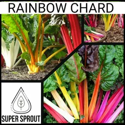 RAINBOW CHARD x 50+organic seeds