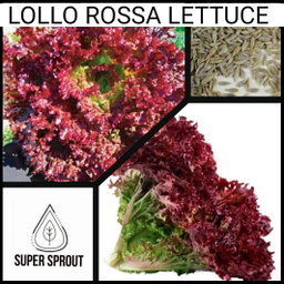 🌱LOLLO ROSSO LETTUCE🌱 x 25+ seeds