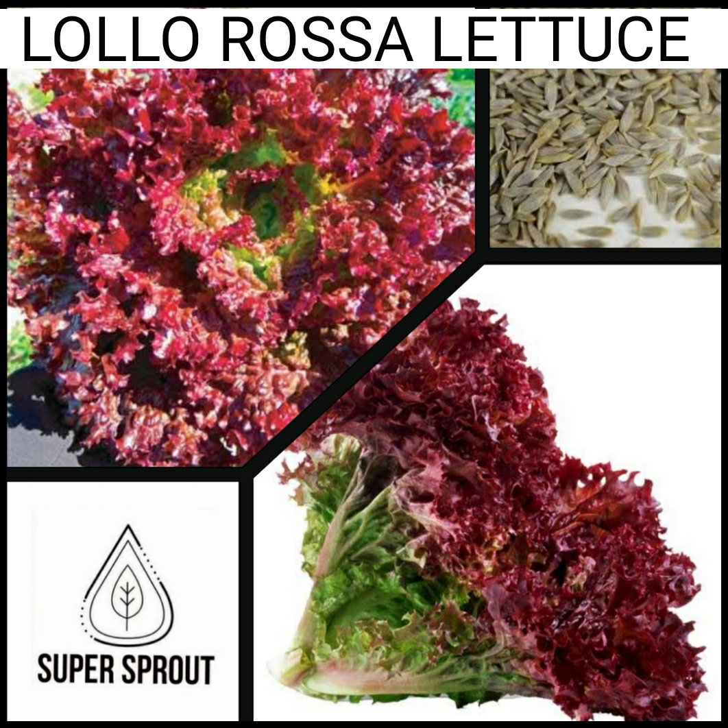 🌱LOLLO ROSSO LETTUCE🌱 x 25+ seeds_3