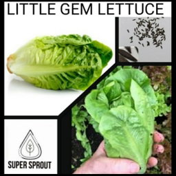 🌱LITTLE GEM LETTUCE🌱 x 25+ seeds