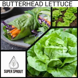 🌱BUTTERHEAD LETTUCE🌱 x  25+ seeds