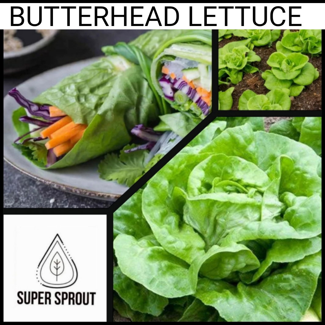 🌱BUTTERHEAD LETTUCE🌱 x  25+ seeds_3
