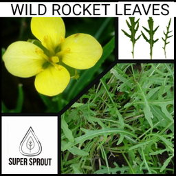🌿WILD ROCKET🌿 x 50+ seeds