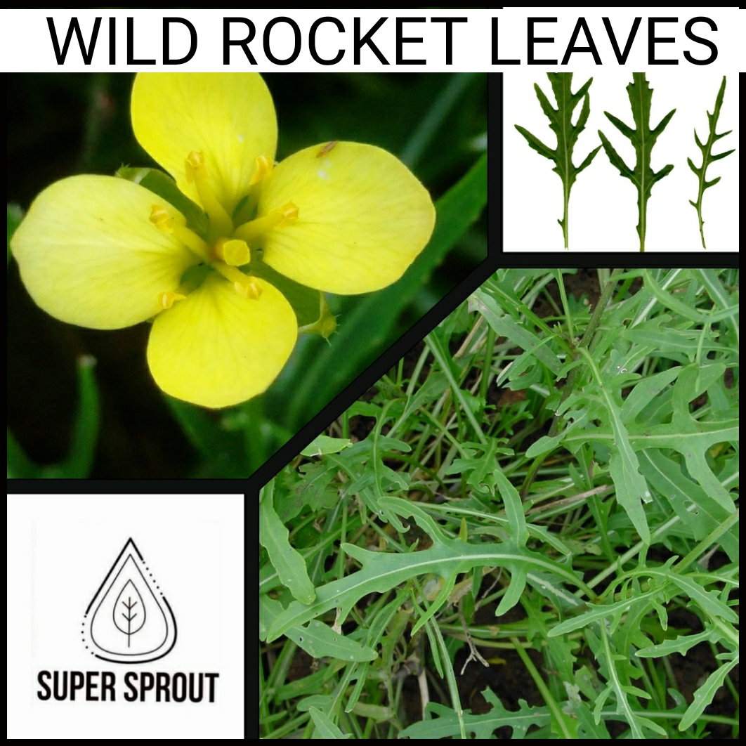 🌿WILD ROCKET🌿 x 50+ seeds_2