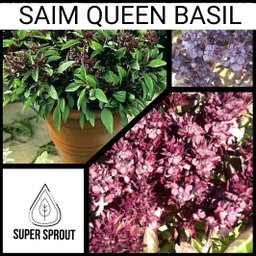 🌱THAI BASIL🌱 x 15 seeds