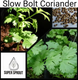 🌱SLOW BOLT CORIANDER🌱 x 50 seeds