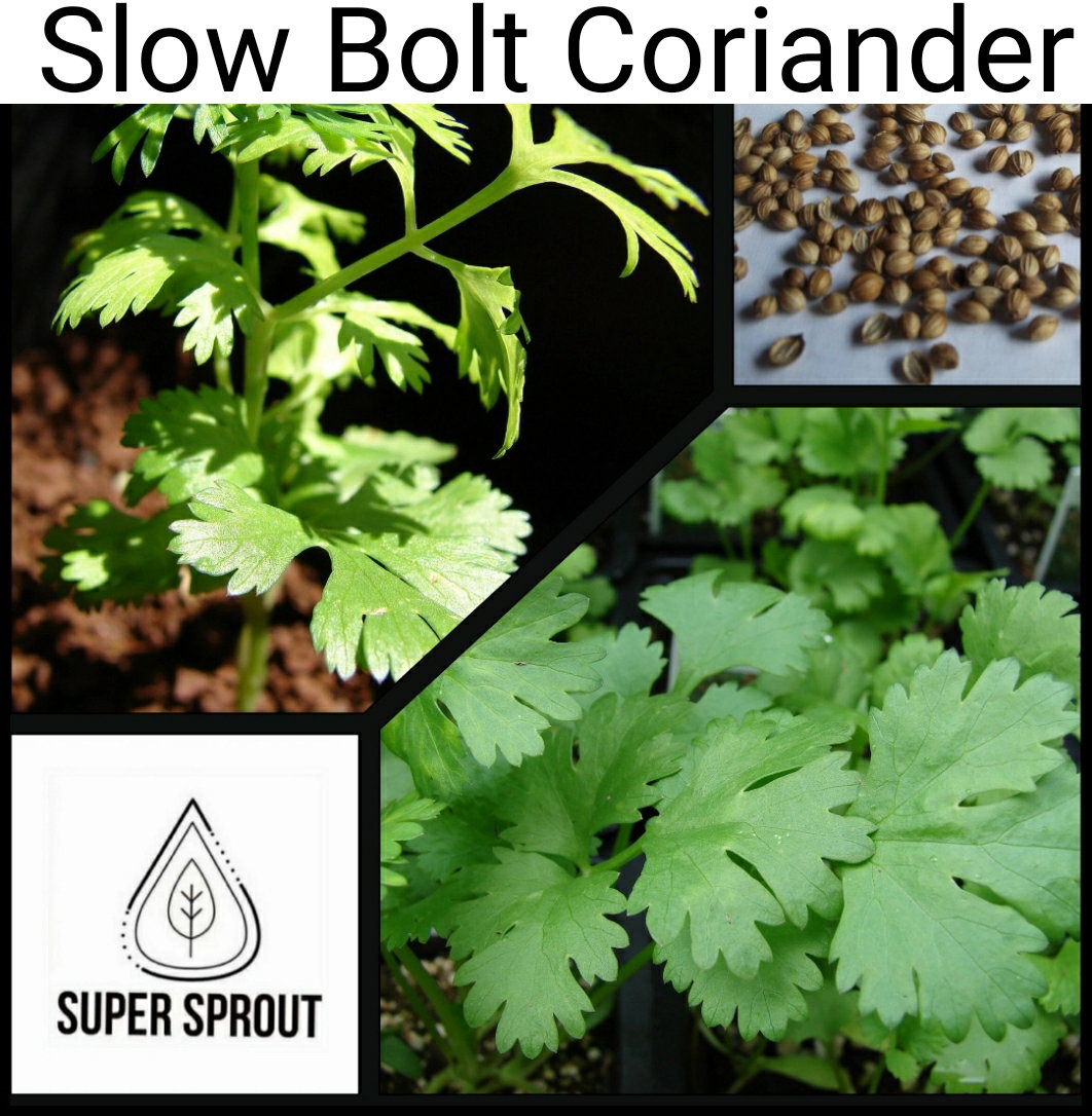 🌱SLOW BOLT CORIANDER🌱 x 50 seeds_2