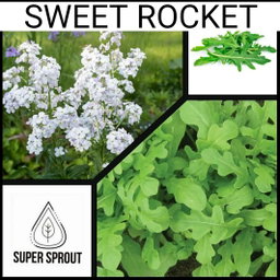 🌱SWEET ROCKET🌱 x 50+ seeds