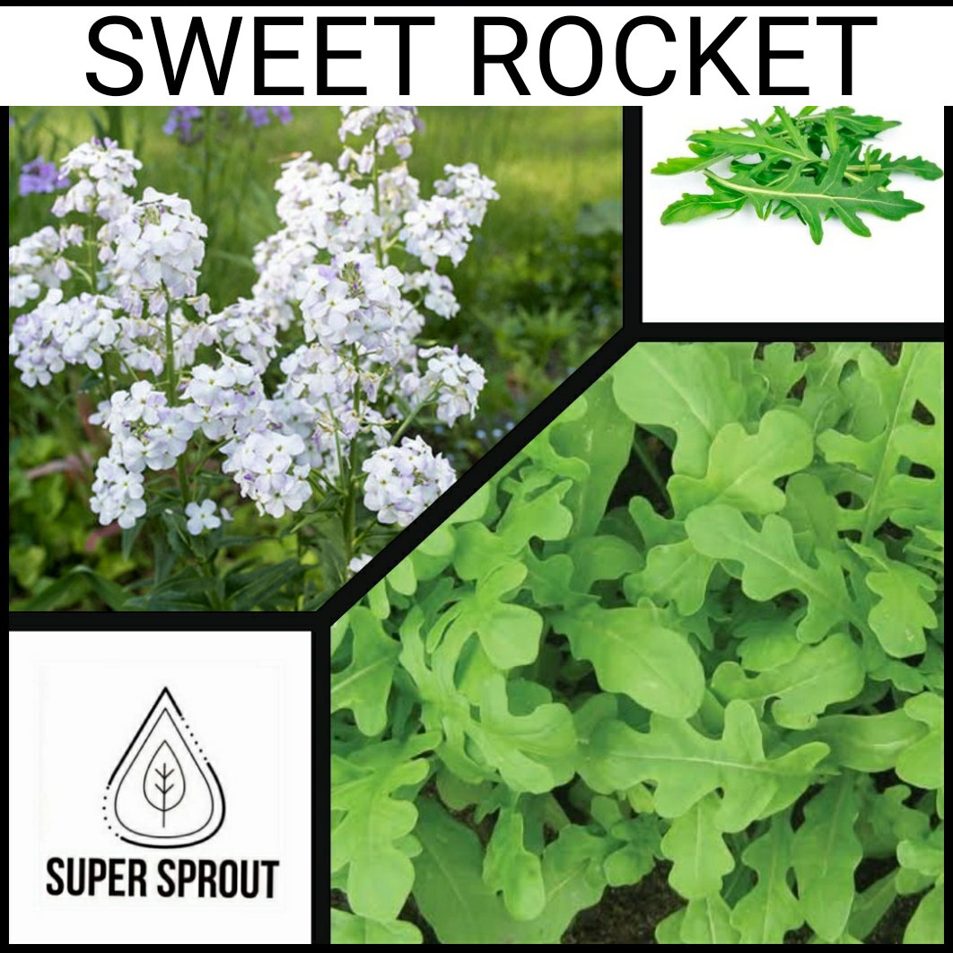 🌱SWEET ROCKET🌱 x 50+ seeds_1