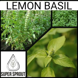 🌱LEMON BASIL🌱x 10 seeds