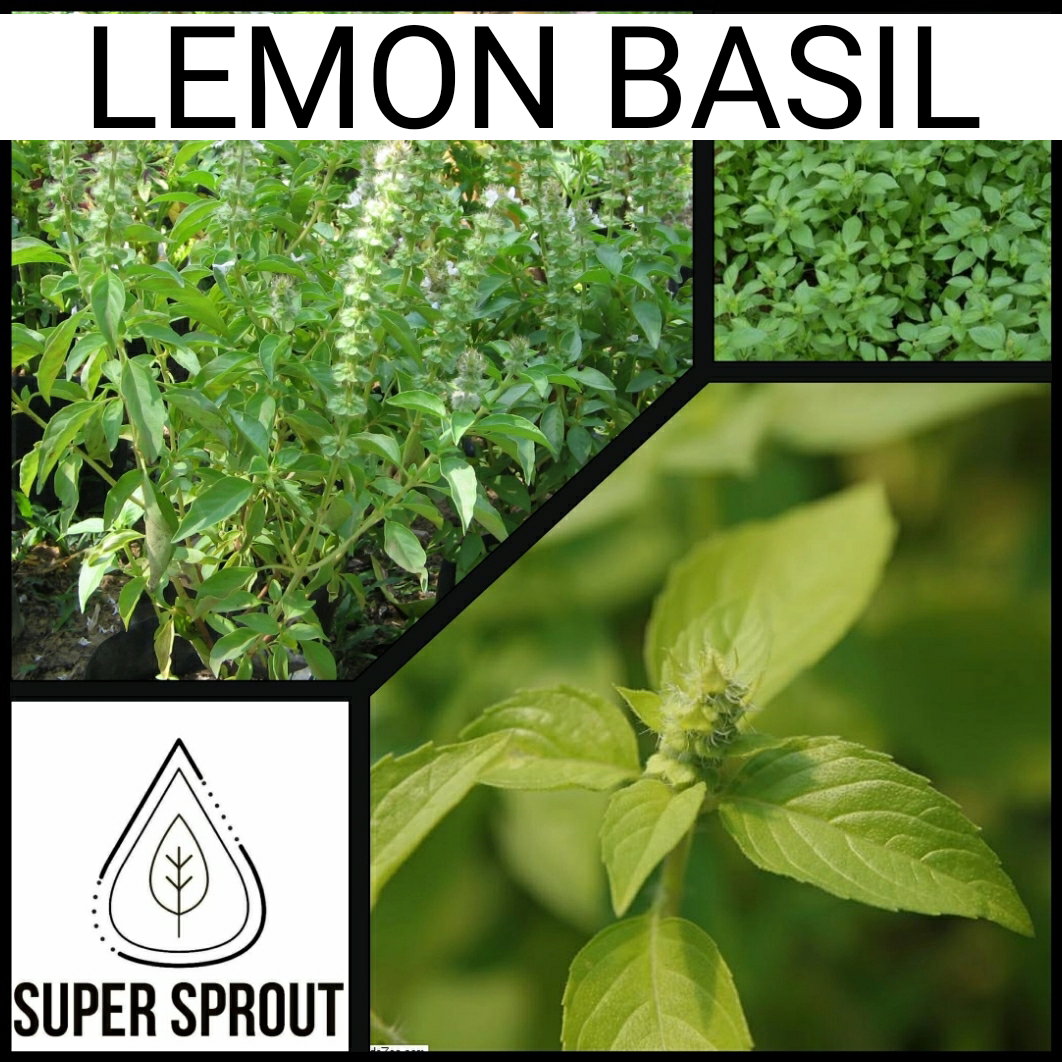🌱LEMON BASIL🌱x 10 seeds_1