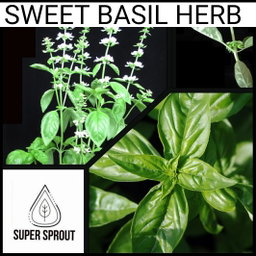 🌱KAROO SWEET BASIL🌱 x 25+ seeds