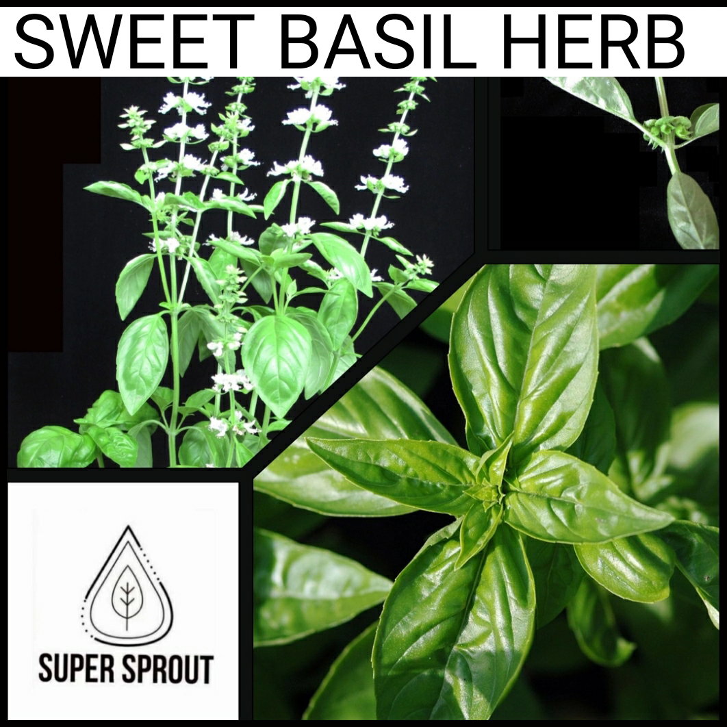 🌱KAROO SWEET BASIL🌱 x 25+ seeds_1