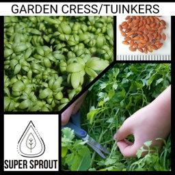 🌱GARDEN CRESS/TUINKERS🌱 x 35+ seeds