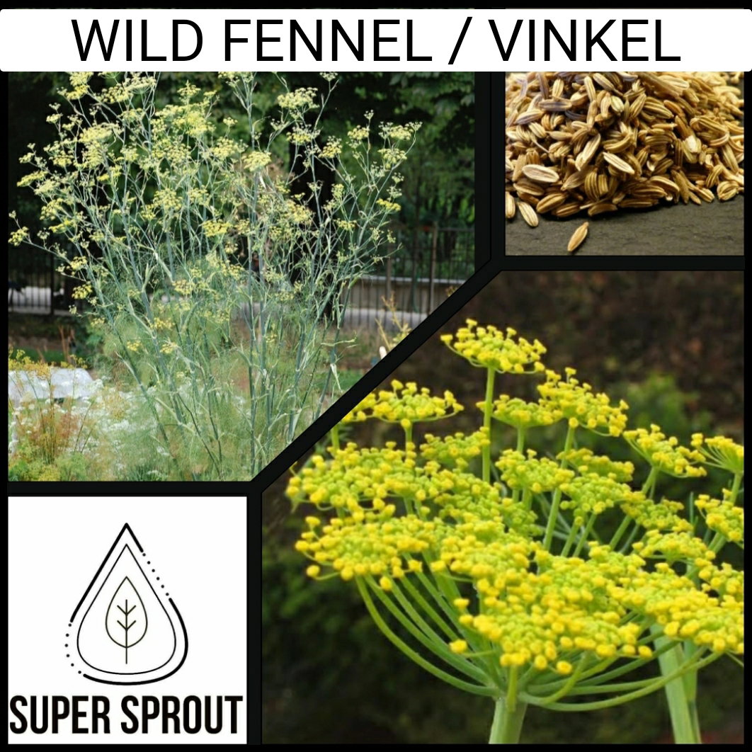 🌱WILD FENNEL/VINKEL🌱 x 25+ seeds_1