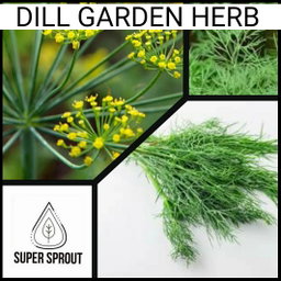 🌱DILL🌱 x 25 seeds