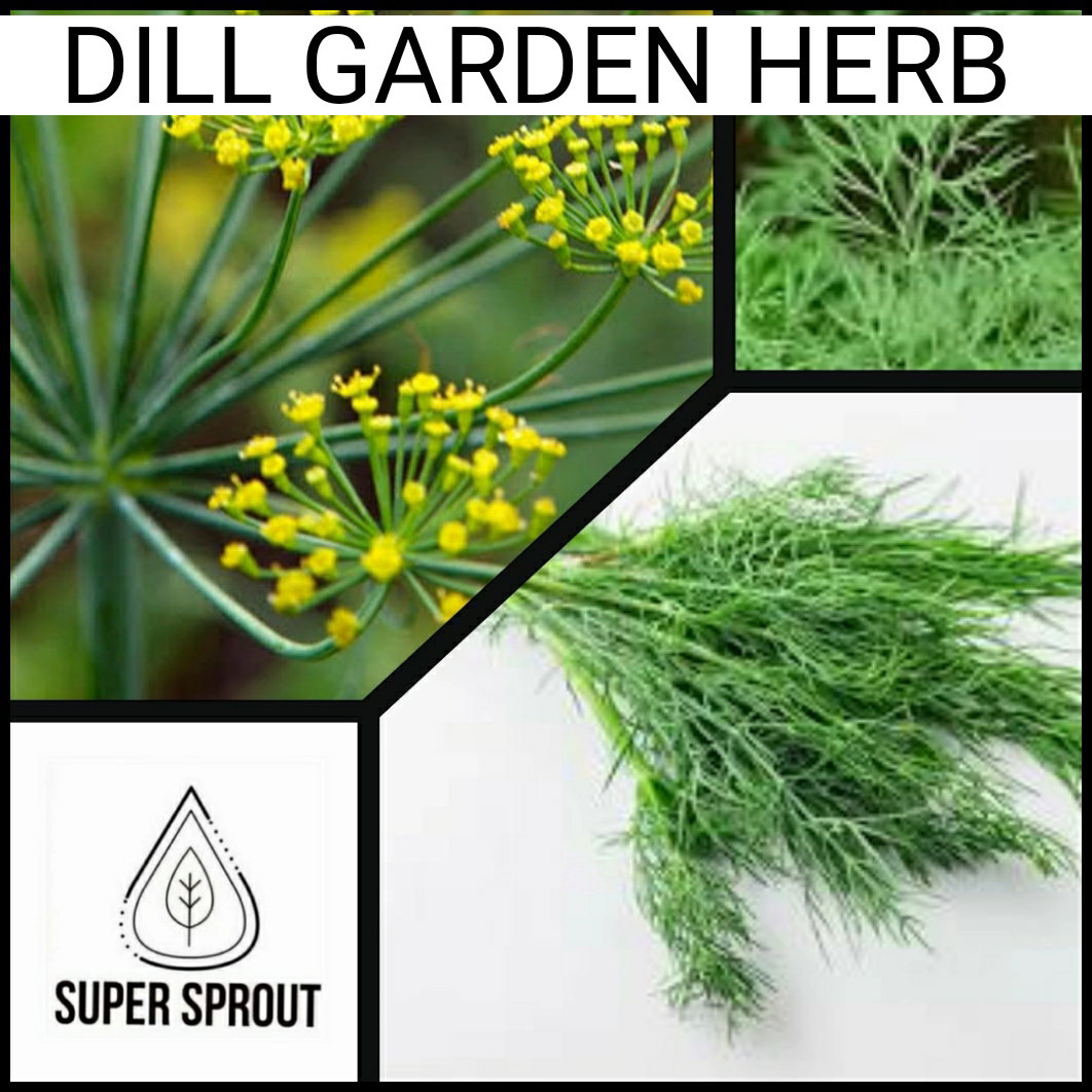 🌱DILL🌱 x 25 seeds_1