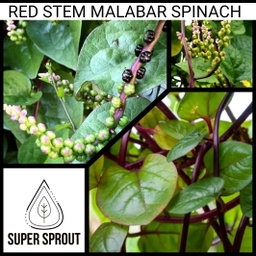🌿MALABAR SPINACH🌿 x 10+ organic seeds