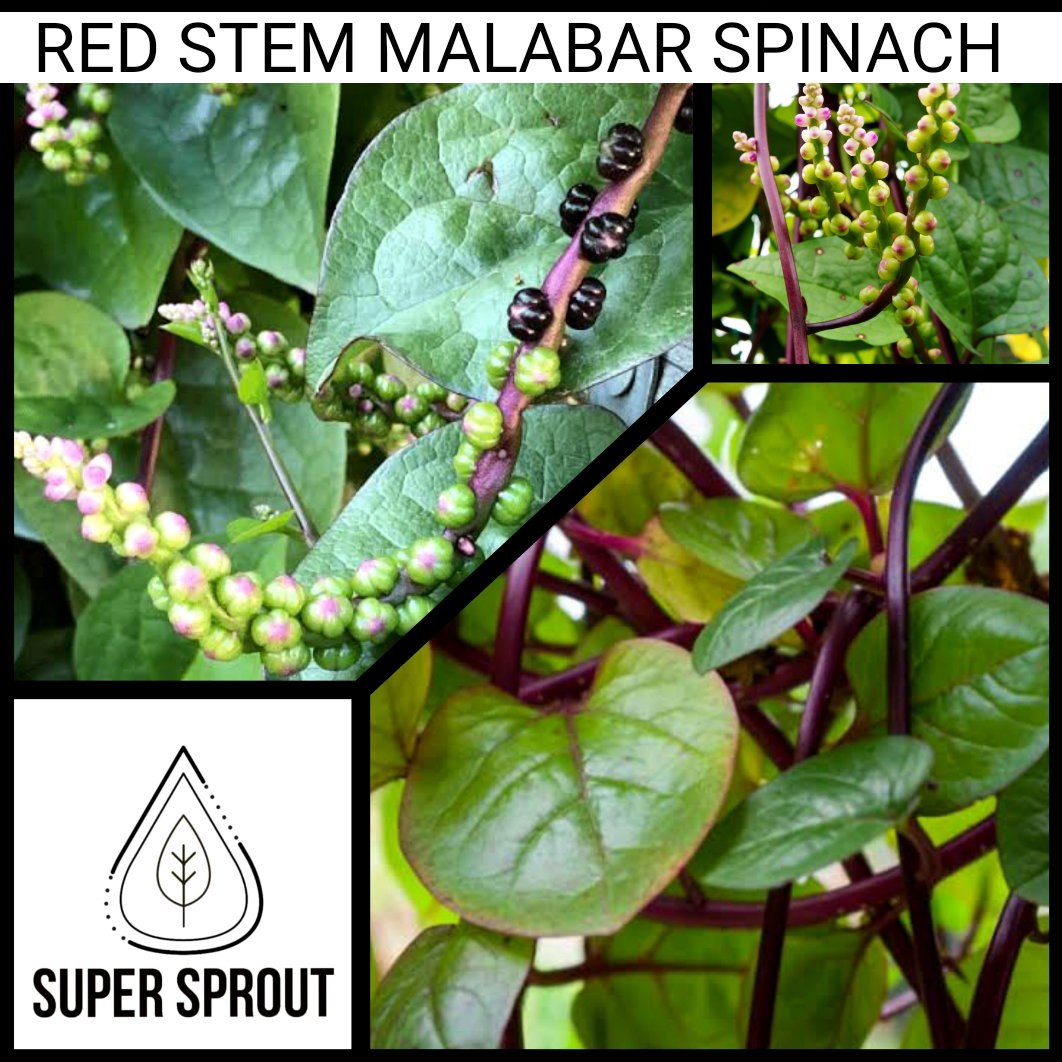 🌿MALABAR SPINACH🌿 x 10+ organic seeds_2