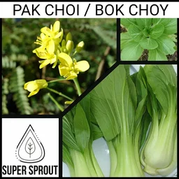 🌱POK CHOI🌱 x 50+ seeds