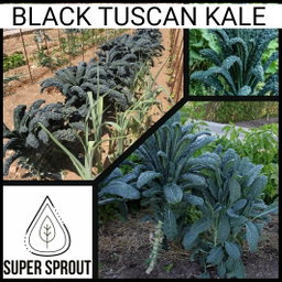 🌱BLACK TUSCAN KALE🌱 x 15+ seeds