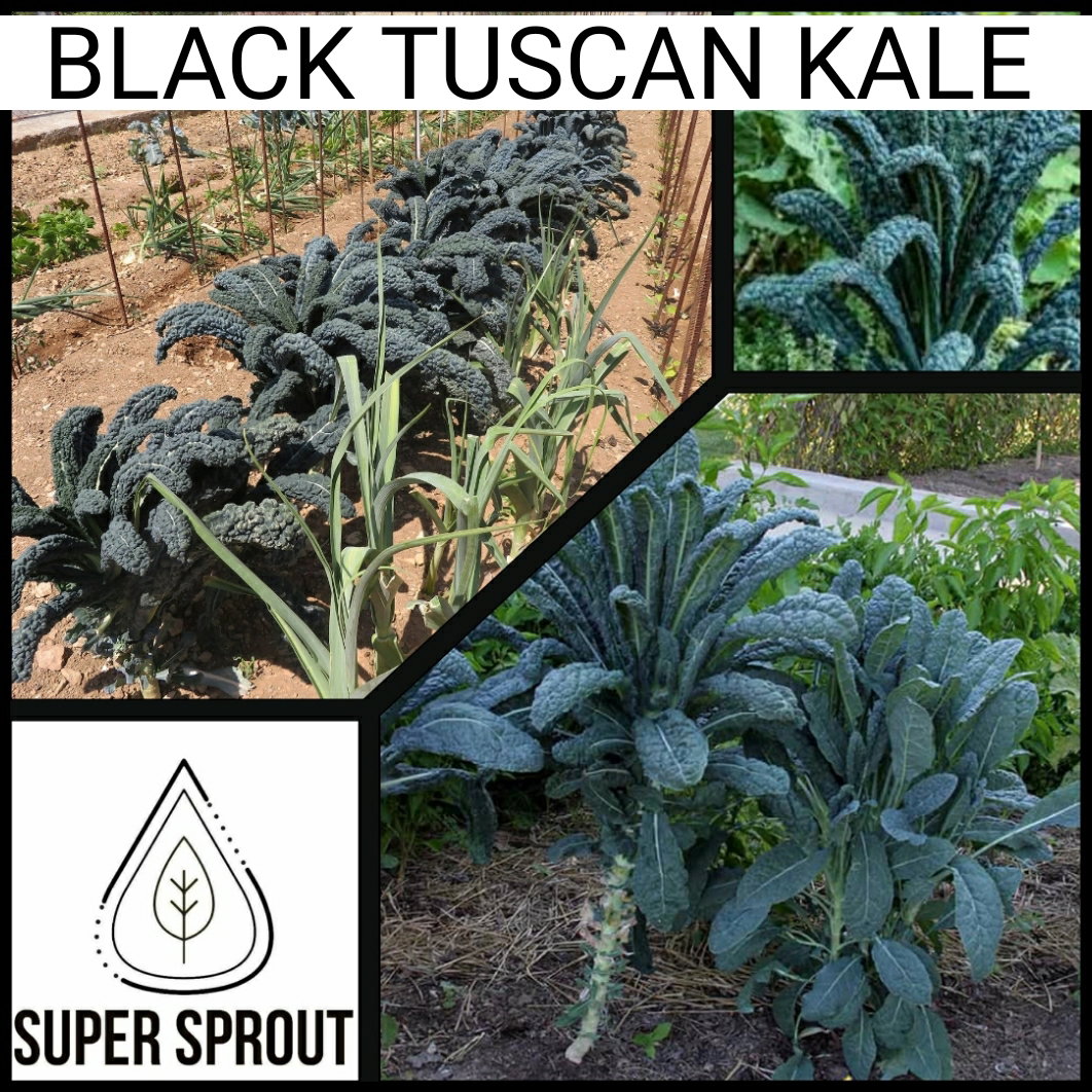 🌱BLACK TUSCAN KALE🌱 x 15+ seeds_3