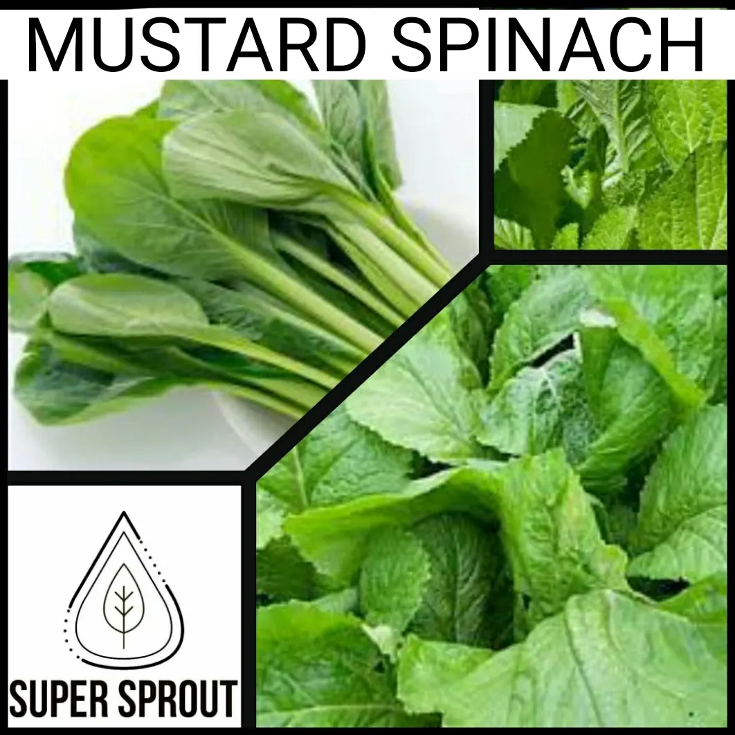 🌱MUSTARD SPINACH🌱 x 25+ seeds