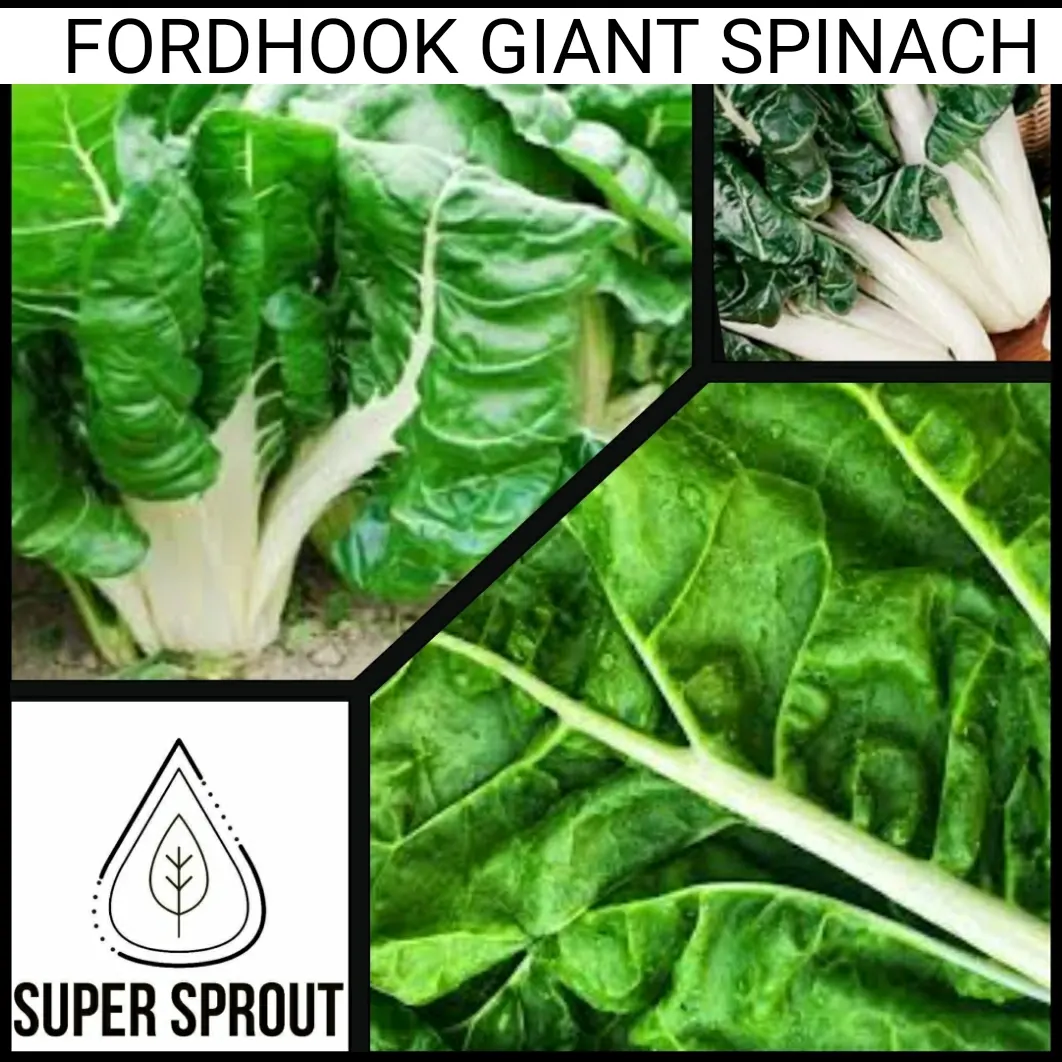 FORDHOOK GIANT SWISS CHARD x 50+ seeds_2
