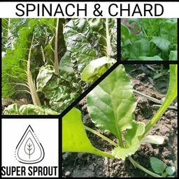 SPINACH  CHARD x 50+ seeds