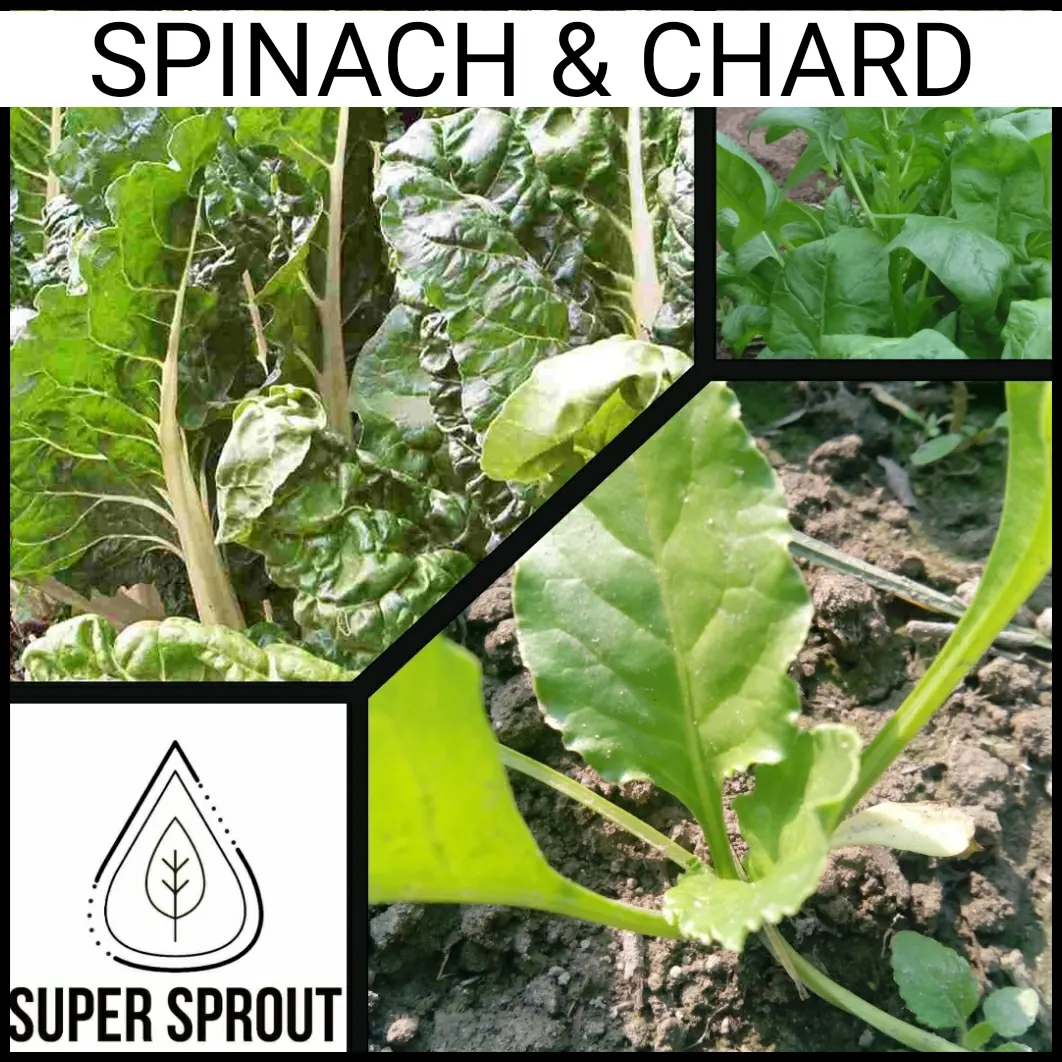 SPINACH  CHARD x 50+ seeds_3