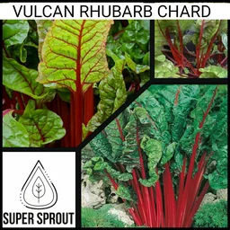VULCAN CHARD x 50+ organic seeds