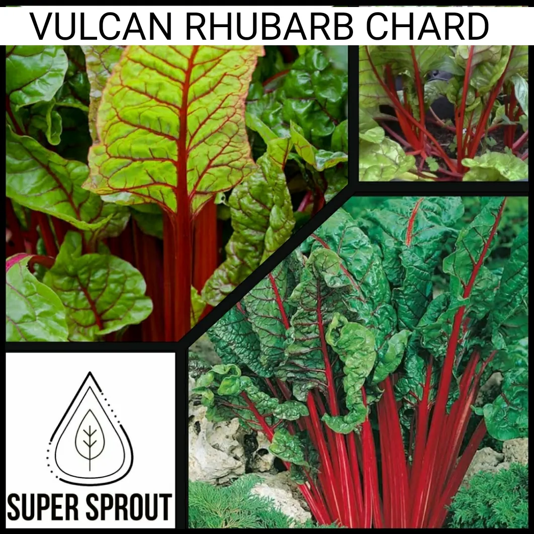 VULCAN CHARD x 50+ organic seeds_3