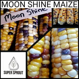 🌽MOON SHINE CORN🌽 X 25 organic seeds