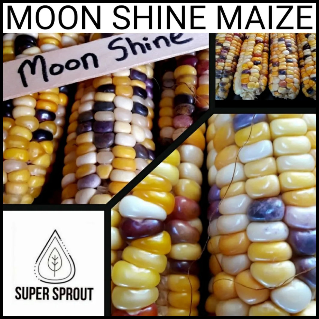 🌽MOON SHINE CORN🌽 X 25 organic seeds