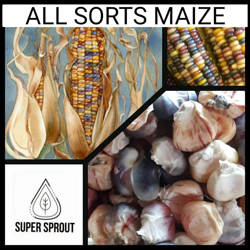 🌽ALL SORTS MAIZE🌽 x 50 seeds