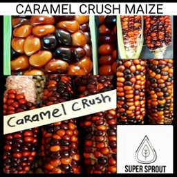 🌽CARAMEL CRUSH MAIZE🌽 x 25 organic seeds