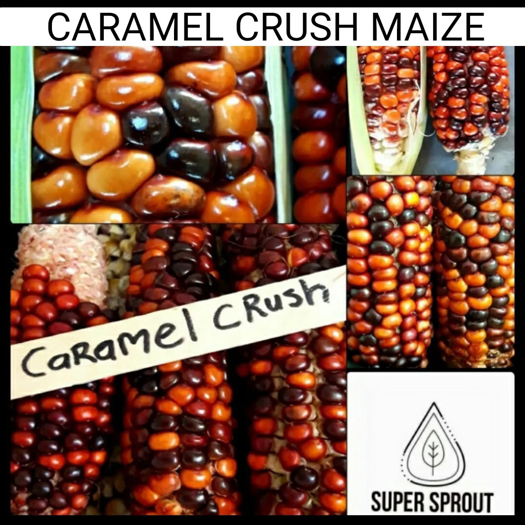 🌽CARAMEL CRUSH MAIZE🌽 x 25 organic seeds_2